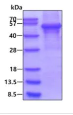 SDS-PAGE - Recombinant Human Perilipin-2 protein (denatured) (T7 tag N-Terminus) (AB181932)