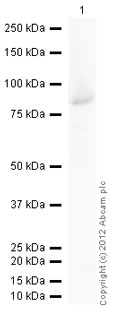Western blot - Recombinant Human Peripherin protein (GST tag N-Terminus) (AB114335)