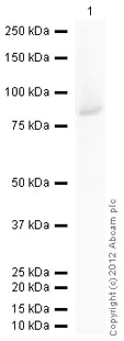 Western blot - Recombinant Human Peripherin protein (GST tag N-Terminus) (AB114335)