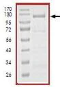SDS-PAGE - Recombinant human PERK protein (AB101115)