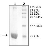 SDS-PAGE - Recombinant Human Peroxiredoxin 1/PAG (mutated K197R) protein (AB95477), expandable thumbnail