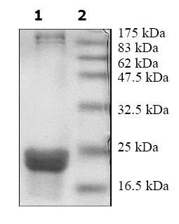 SDS-PAGE - Recombinant human Peroxiredoxin 1/PAG protein (His tag N-Terminus) (AB79945)