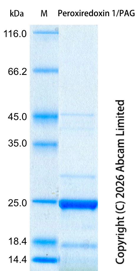 SDS-PAGE - Recombinant Human Peroxiredoxin 1/PAG Protein Standard (AB327749)