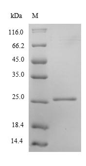 Recombinant Human Peroxiredoxin 2/PRP protein (His tag)