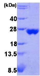 SDS-PAGE - Recombinant human Peroxiredoxin 3/PRDX3 protein (AB85559)