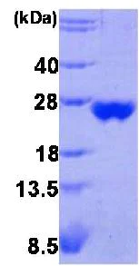 SDS-PAGE - Recombinant human Peroxiredoxin 3/PRDX3 protein (Tag Free) (AB85559)