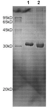 SDS-PAGE - Recombinant Human Peroxiredoxin 4 protein (AB172175)