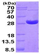 SDS-PAGE - Recombinant human Peroxiredoxin 4 protein (AB93947)