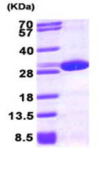 SDS-PAGE - Recombinant human Peroxiredoxin 6 protein (AB87631), expandable thumbnail