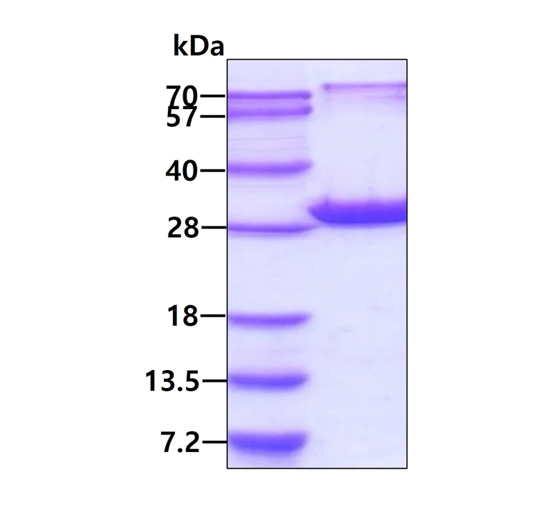 SDS-PAGE - Recombinant human Peroxiredoxin 6 protein (His tag N-Terminus) (AB87631)