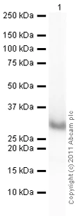 Western blot - Recombinant human Peroxiredoxin 6 protein (His tag N-Terminus) (AB87631)