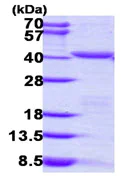 SDS-PAGE - Recombinant Human PEX19 protein (His tag N-Terminus) (AB111623)