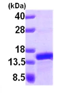 SDS-PAGE - Recombinant Human PFDN1 protein (His tag N-Terminus) (AB101047)