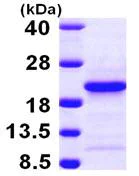 SDS-PAGE - Recombinant Human PFDN4 protein (AB103783)
