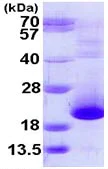 SDS-PAGE - Recombinant Human PFDN5 protein (AB113137)