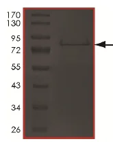 SDS-PAGE - Recombinant Human PFKFB2 protein (AB190406)