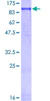 SDS-PAGE - Recombinant Human PFKP protein (GST tag N-Terminus) (AB132823)