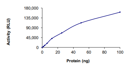 Recombinant human PFTK1 (CDK14)/CyclinY protein