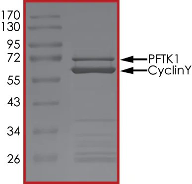 SDS-PAGE - Recombinant human PFTK1 (CDK14)/CyclinY protein (AB177576)