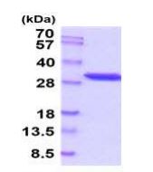 SDS-PAGE - Recombinant human PGAM1 protein (Active) (AB289791)