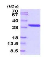SDS-PAGE - Recombinant human PGAM1 protein (Active) (His tag N-Terminus) (AB289791)