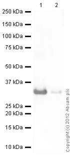 Western blot - Recombinant Human PGAM1 protein (His tag N-Terminus) (AB100885)