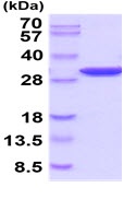 SDS-PAGE - Recombinant human PGAM2 protein (Active) (AB219276), expandable thumbnail