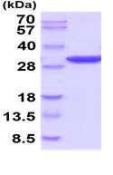 SDS-PAGE - Recombinant human PGAM2 protein (Active) (His tag N-Terminus) (AB219276)