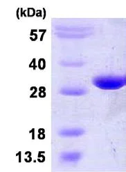 SDS-PAGE - Recombinant Human PGAM2 protein (His tag N-Terminus) (AB123178)