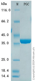 SDS-PAGE - Recombinant Human PGC Protein Standard (His tag) (AB316513), expandable thumbnail