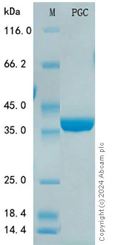 SDS-PAGE - Recombinant Human PGC Protein Standard (His tag) (AB316513)