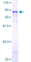 SDS-PAGE - Recombinant Human PGCP protein (GST tag N-Terminus) (AB160974)
