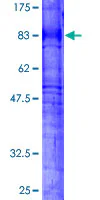 SDS-PAGE - Recombinant Human PGE2 receptor EP4 subtype protein (GST tag N-Terminus) (AB132115)