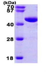 Recombinant Human PGK1 protein
