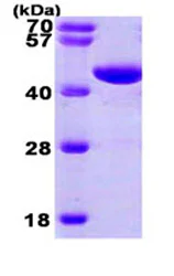 SDS-PAGE - Recombinant Human PGK1 protein (AB87630)