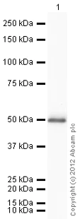 Western blot - Recombinant Human PGK1 protein (His tag N-Terminus) (AB87630)