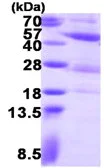 SDS-PAGE - Recombinant Human PGK2 protein (AB123166)