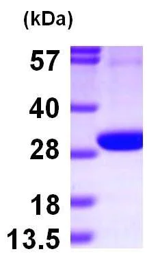 SDS-PAGE - Recombinant Human PGLS protein (His tag N-Terminus) (AB101059)