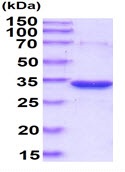 Recombinant Human PGP protein
