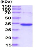 SDS-PAGE - Recombinant Human PGP protein (His tag N-Terminus) (AB140549)