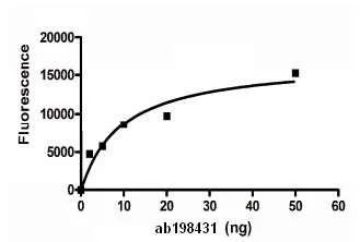Functional Studies - Recombinant human PGP9.5 protein (His tag N-Terminus) (AB198431)