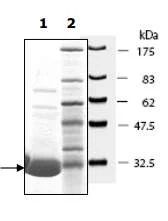 SDS-PAGE - Recombinant human PGP9.5 protein (His tag N-Terminus) (AB198431)
