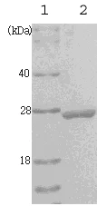 SDS-PAGE - Recombinant human PGP9.5 protein (Tag Free) (AB53962)