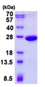 SDS-PAGE - Recombinant Human PGPEP1 protein (His tag N-Terminus) (AB139216)