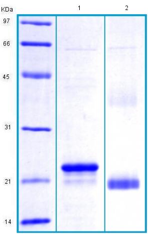 SDS-PAGE - Recombinant Human PGRPS protein - BSA and Azide free (AB175469)