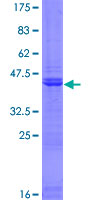 Recombinant Human PH3 protein