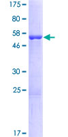 SDS-PAGE - Recombinant Human PHAPI2 / APRIL protein (GST tag N-Terminus) (AB133003)