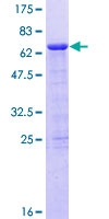 SDS-PAGE - Recombinant Human PHF15 protein (GST tag N-Terminus) (AB161607)