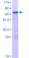 SDS-PAGE - Recombinant Human PHF15 protein (GST tag N-Terminus) (AB161607)