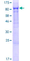 SDS-PAGE - Recombinant Human PHF21B protein (GST tag N-Terminus) (AB164987)